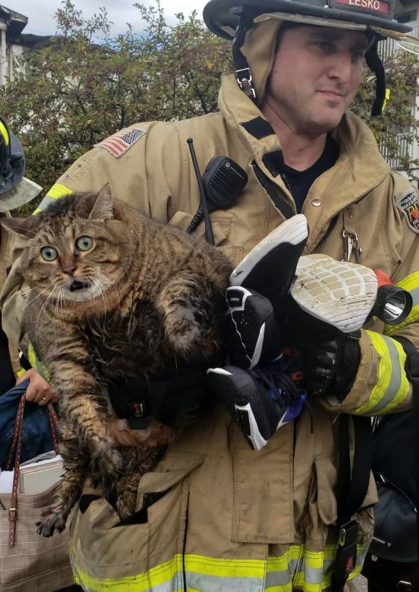 852x1203, 139 Kb / Кот, пожар, США