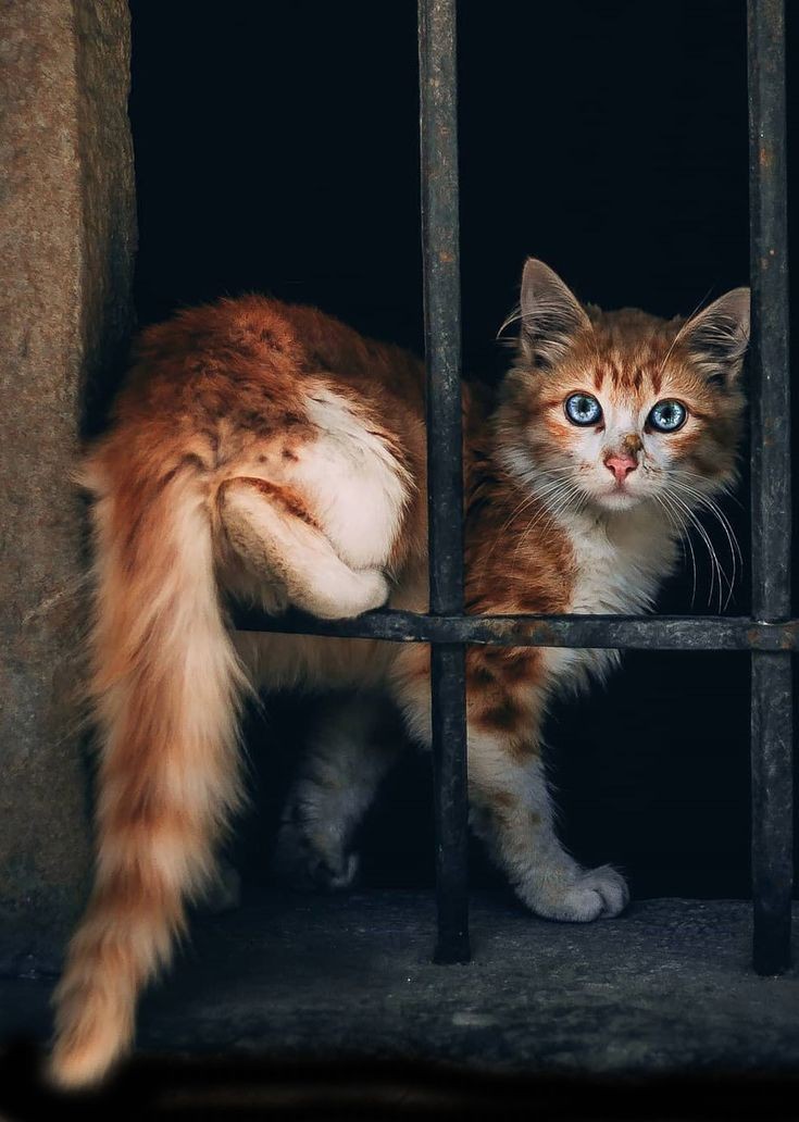 735x1032, 110 Kb / Кот, кошка, решетка