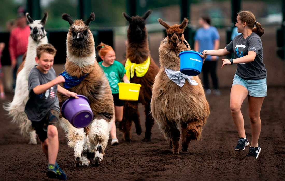 1100x700, 198 Kb / Ламы, ведро, забег, соревнование, США