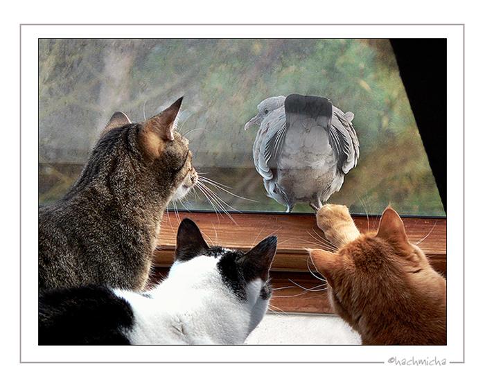 700x553, 64 Kb / коты, голубь, жопа