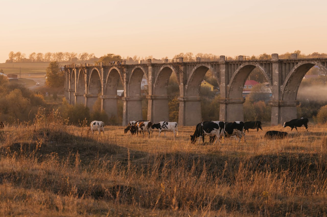 1280x853, 181 Kb / Мокры, Чувашия, мост, река, корова, стадо
