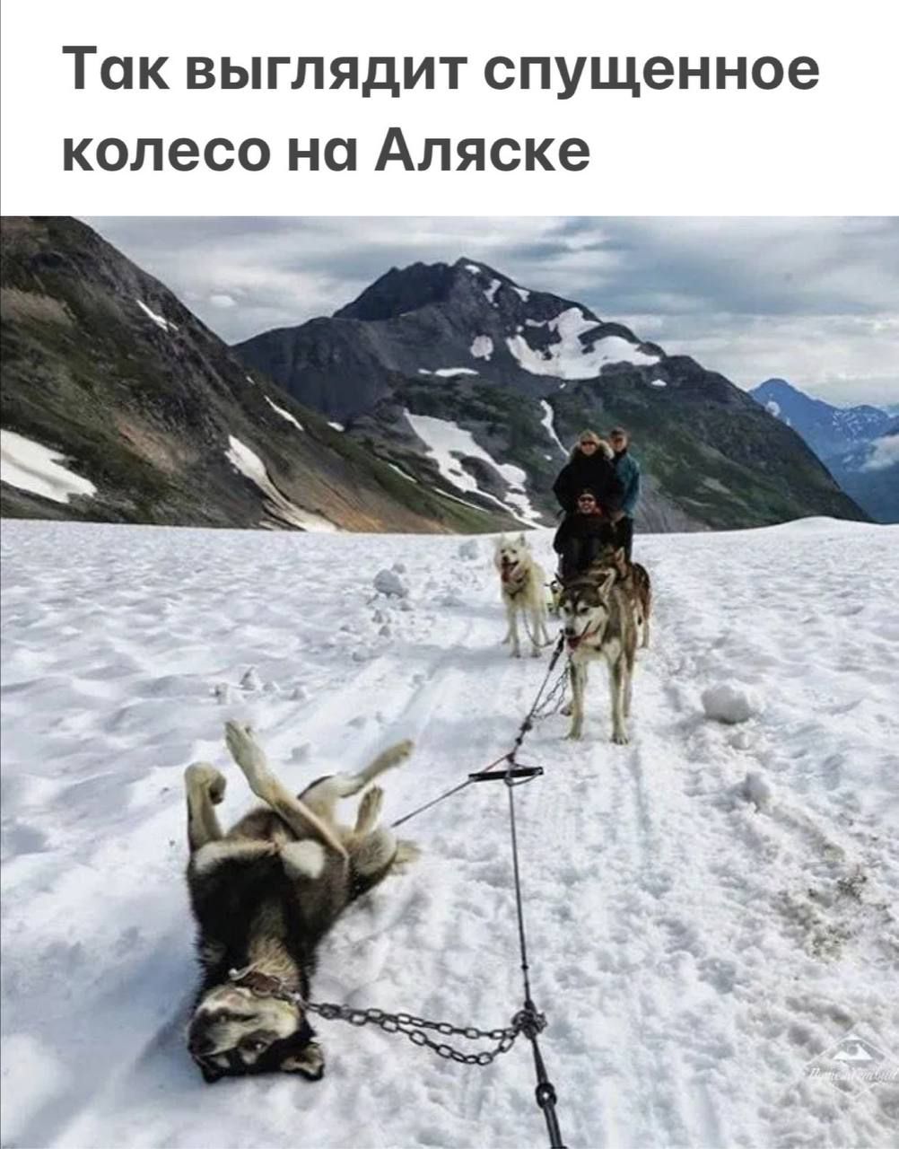 1002x1280, 145 Kb / Собачья упряжка, собака, снег, устала, хаски, Аляска