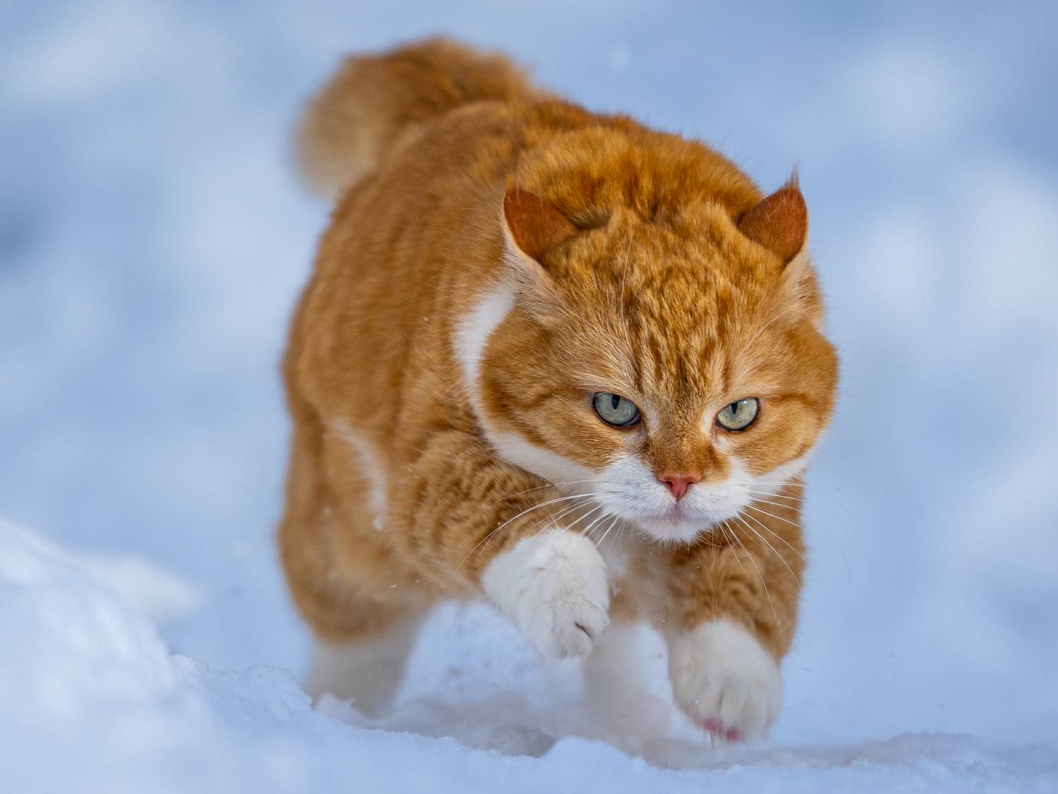 1500x1125, 158 Kb / кот, кошка, рыжий, прыжок, снег