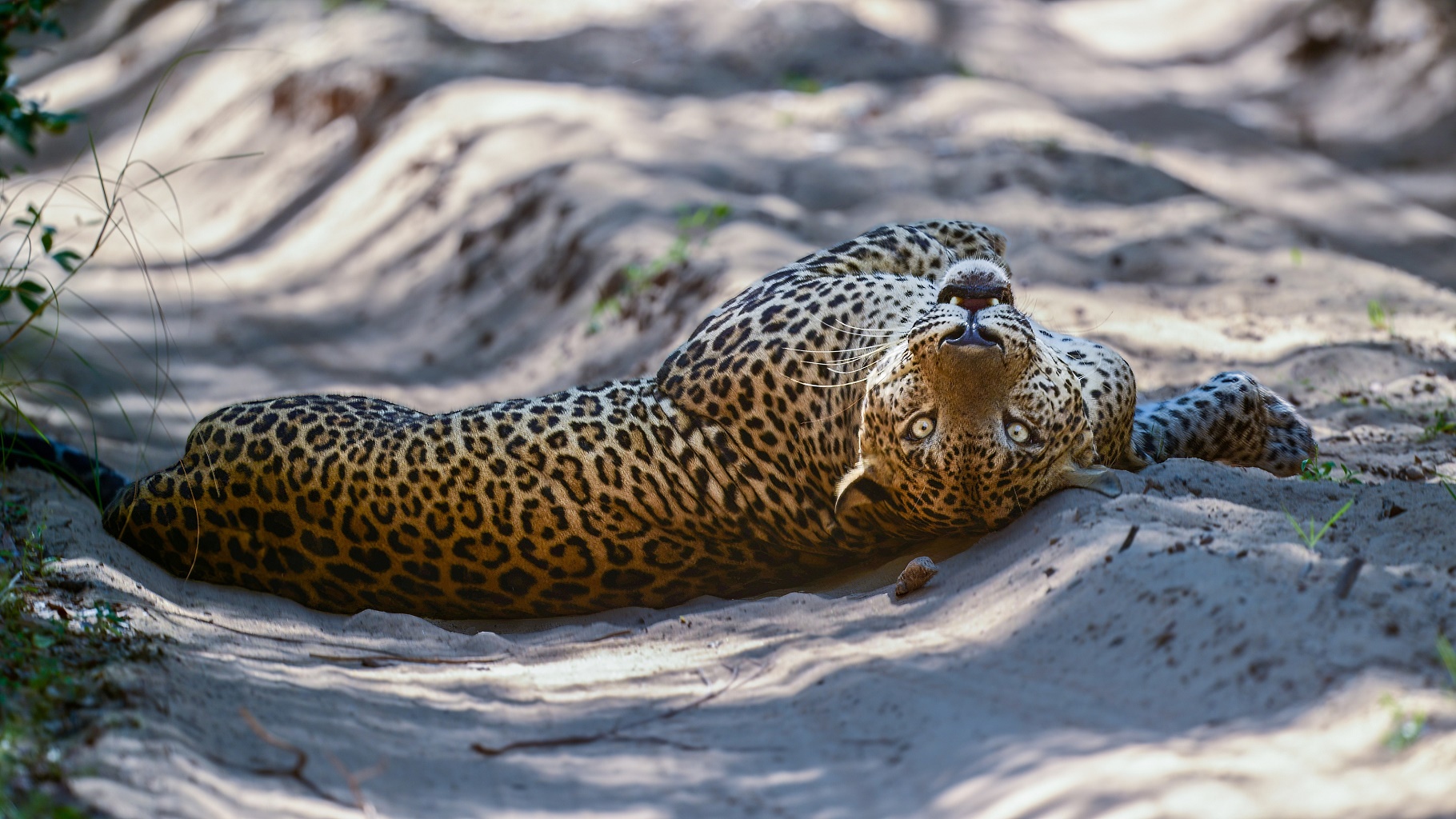 1820x1024, 590 Kb / леопард, лежит