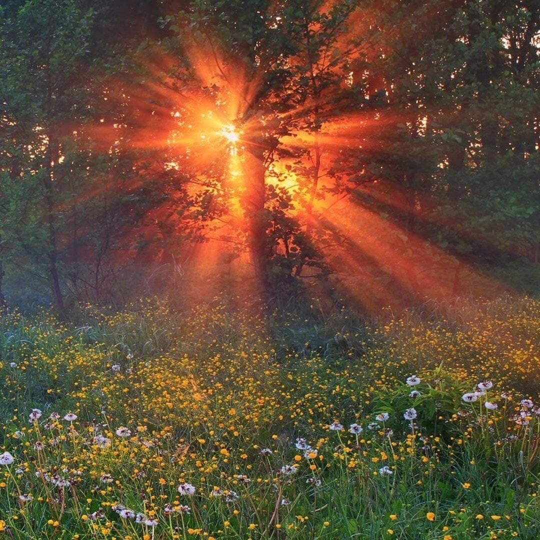 1080x1080, 298 Kb / Лето, солнце, цветы, деревья