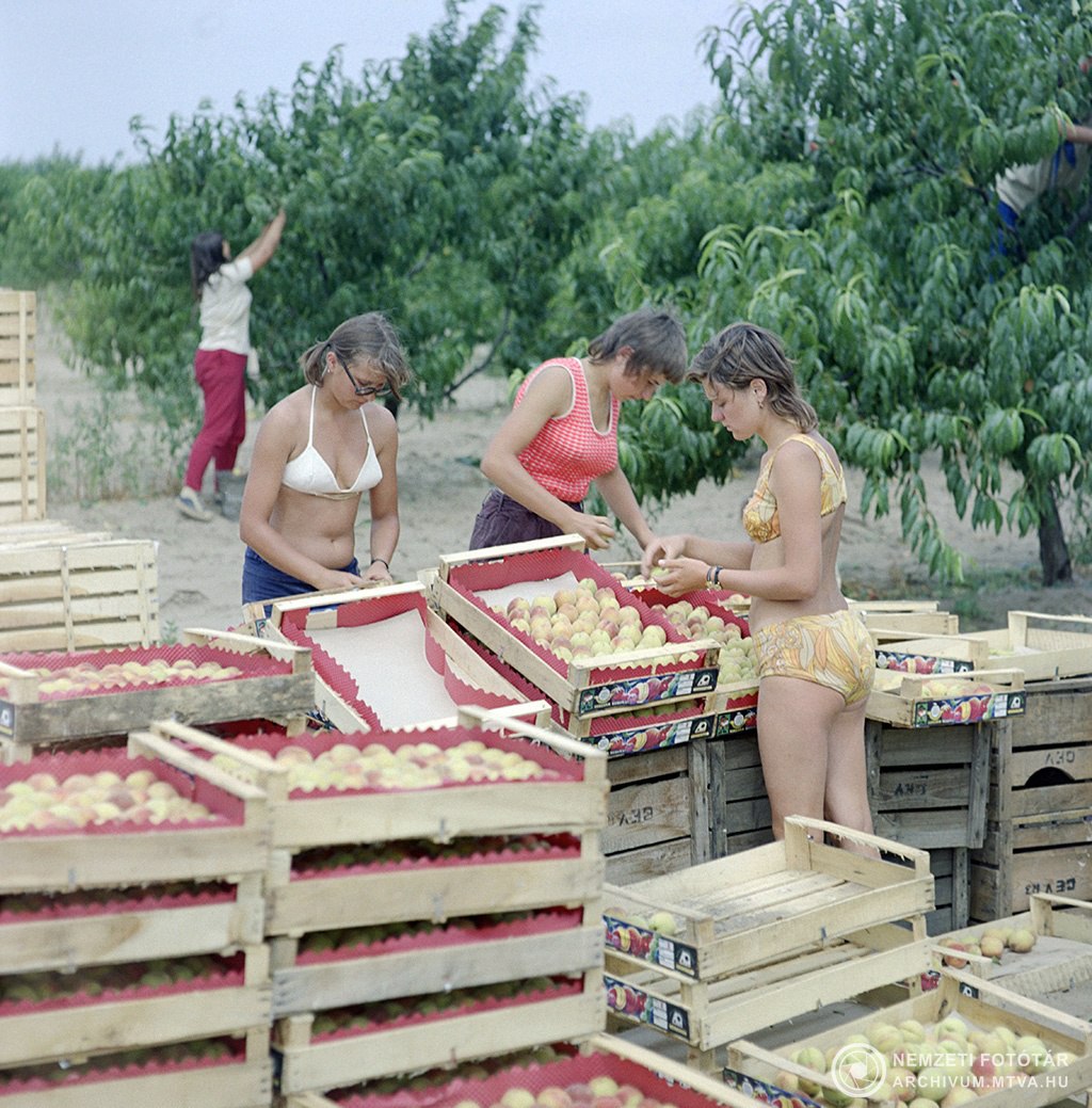 1024x1039, 237 Kb / Бикини, персики, ящики, Венгрия, урожай