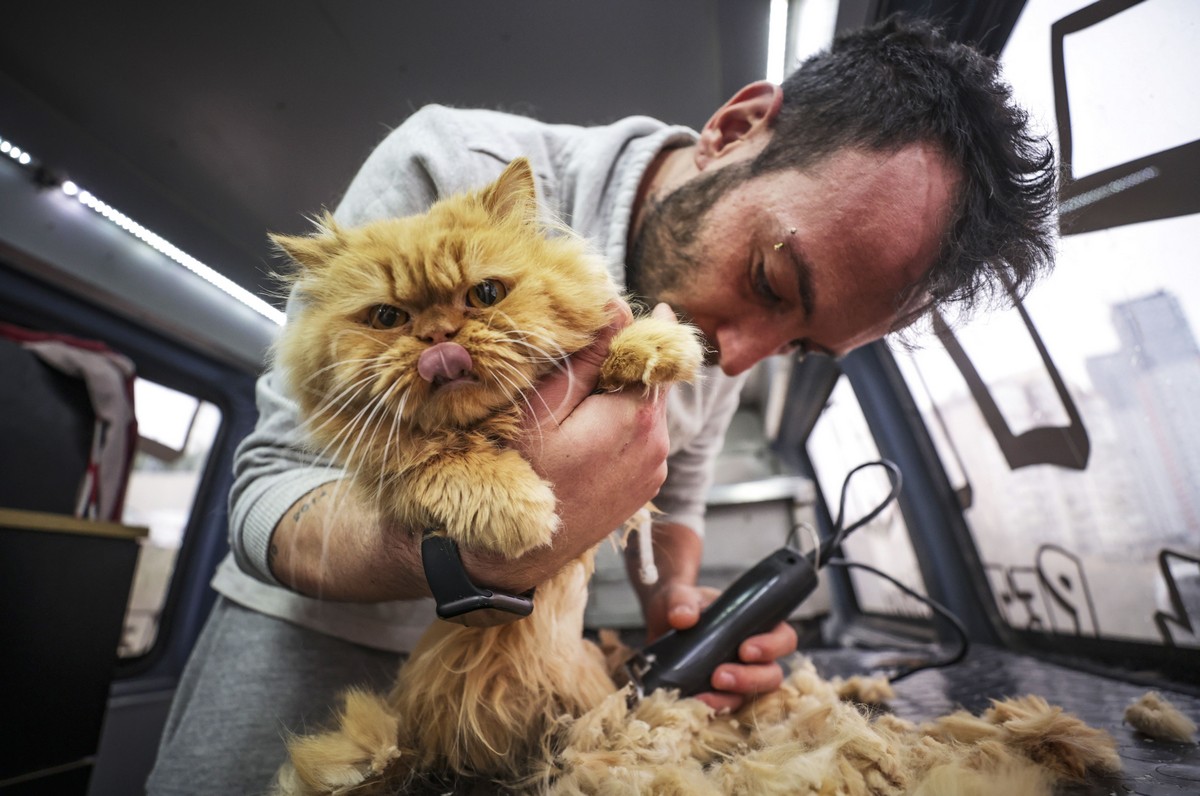 1200x796, 190 Kb / Стрижка, кот, часы, парикмахер, кошка, пирсинг