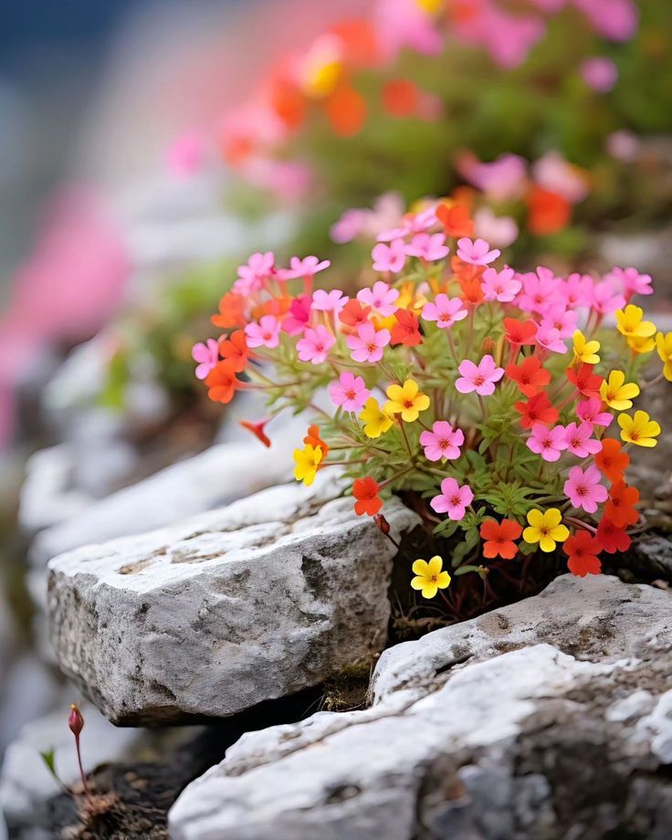 736x920, 100 Kb / Камни, цветы, проломник