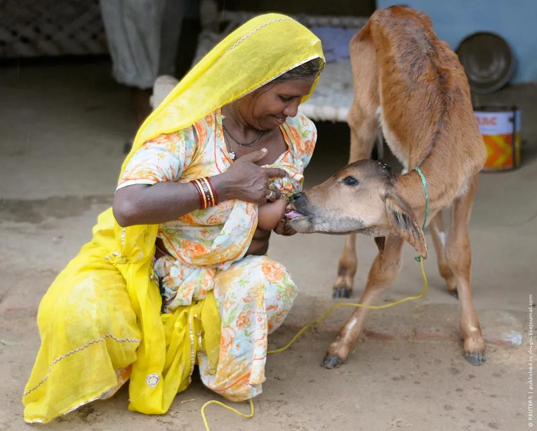 1100x883, 231 Kb / телёнок, тёлка, индианка, кормление