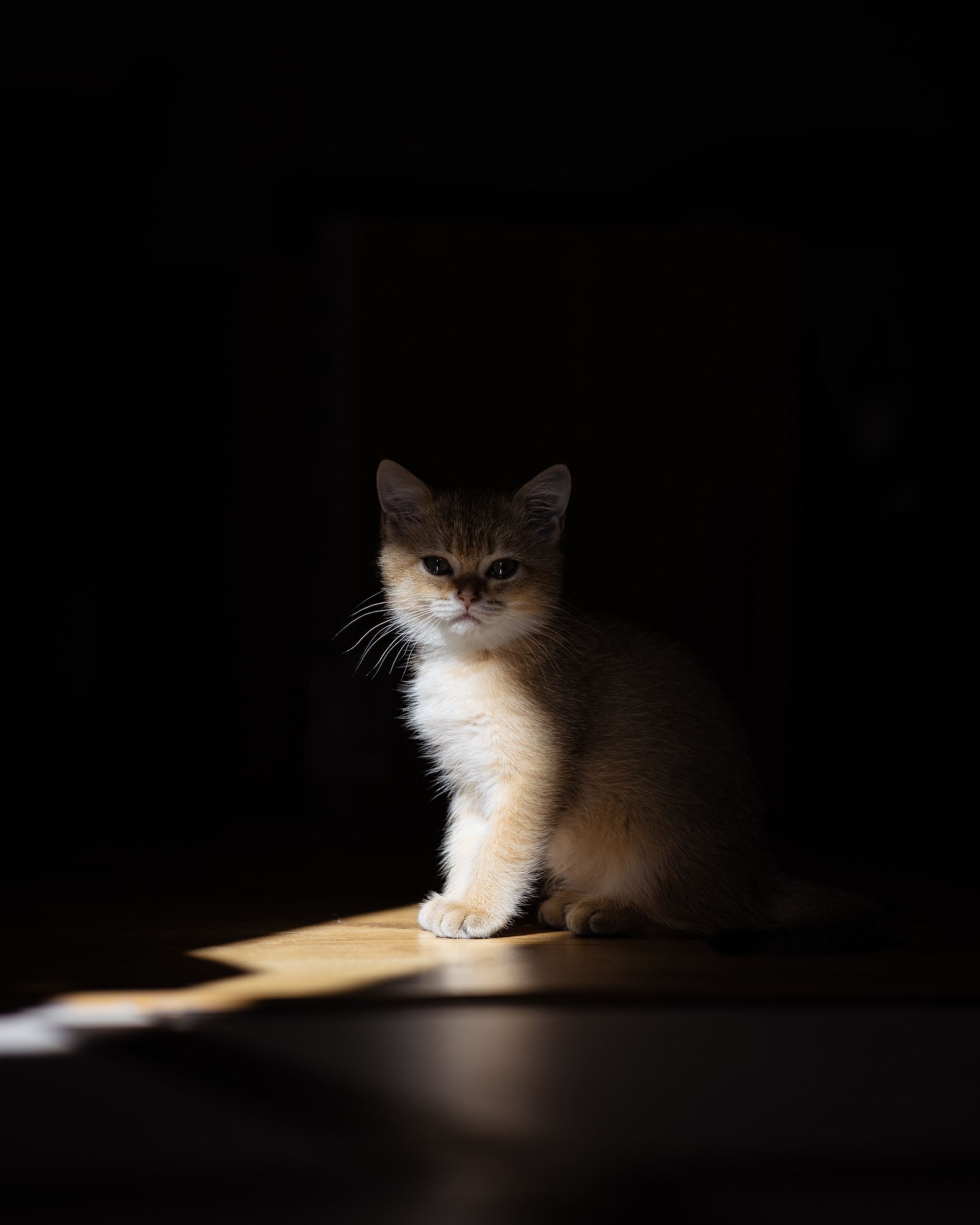 1920x2400, 145 Kb / Котенок, свет, тень