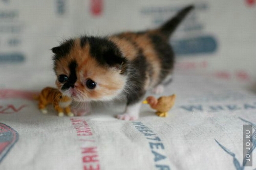 500x333, 95 Kb / котёнок