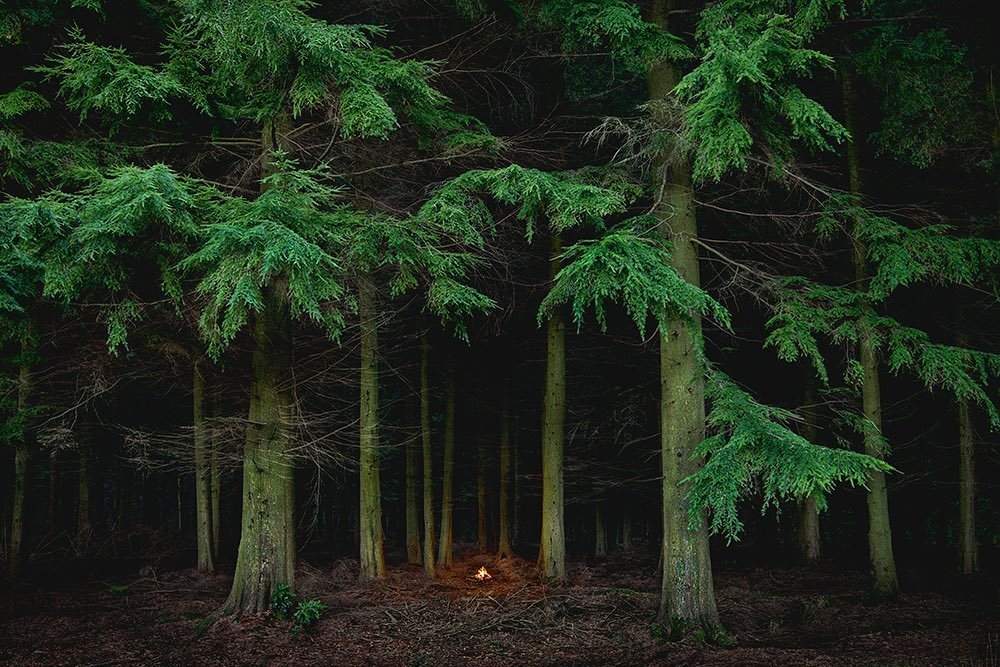 1000x667, 204 Kb / лес, костёр