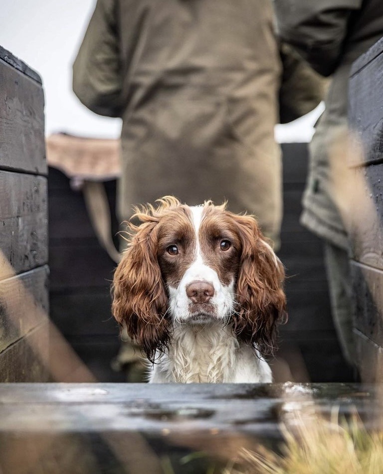 768x952, 147 Kb / Собака