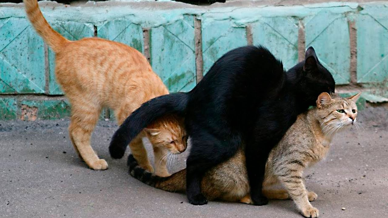 1280x720, 141 Kb / коты, кошки, топчня, тройничок