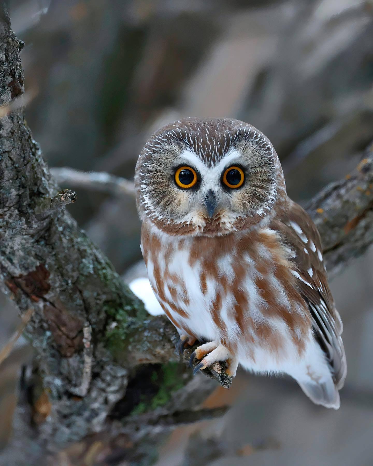 1440x1798, 226 Kb / сова