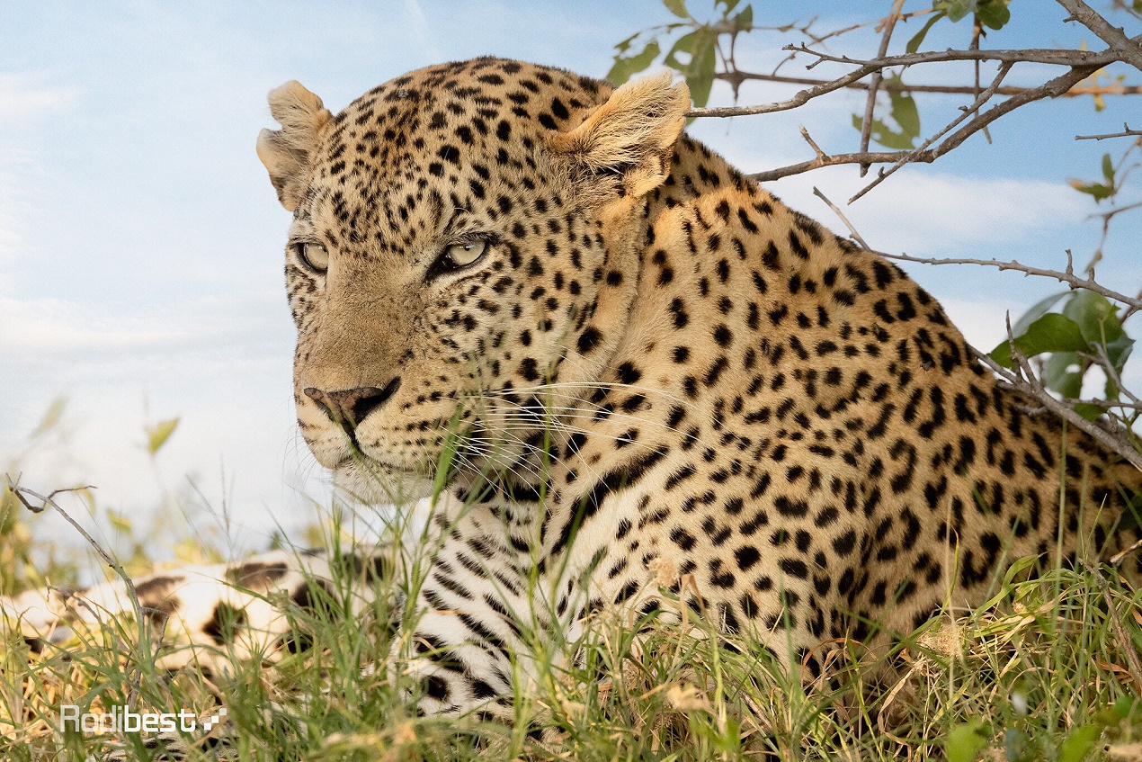 1270x847, 613 Kb / леопард, трава