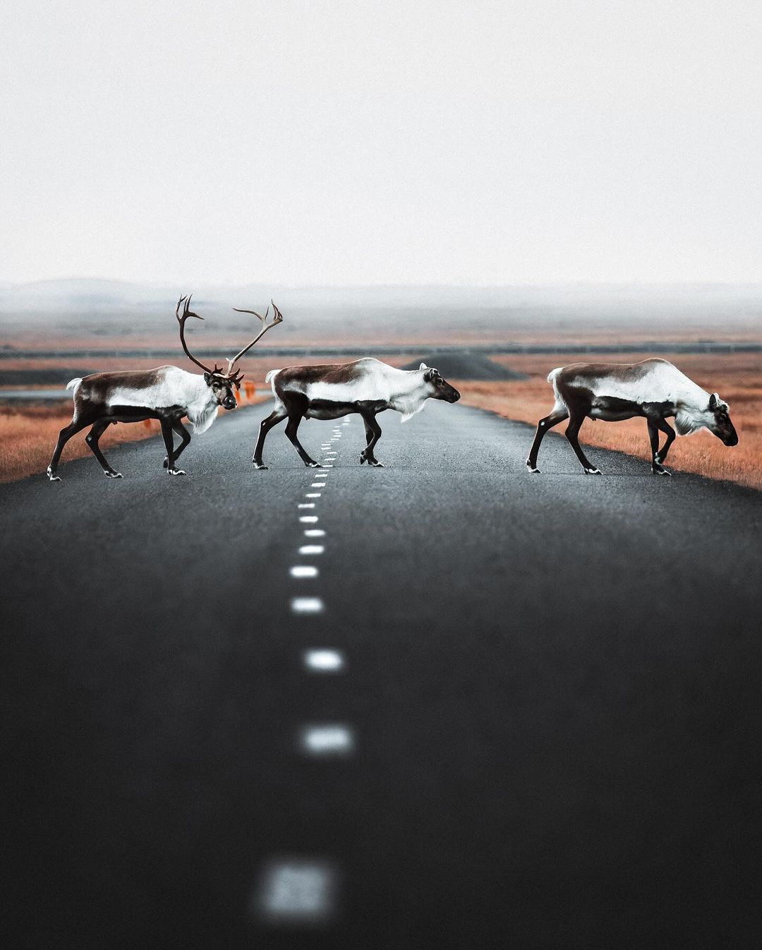 1080x1346, 135 Kb / Северный олень, дорога, рога