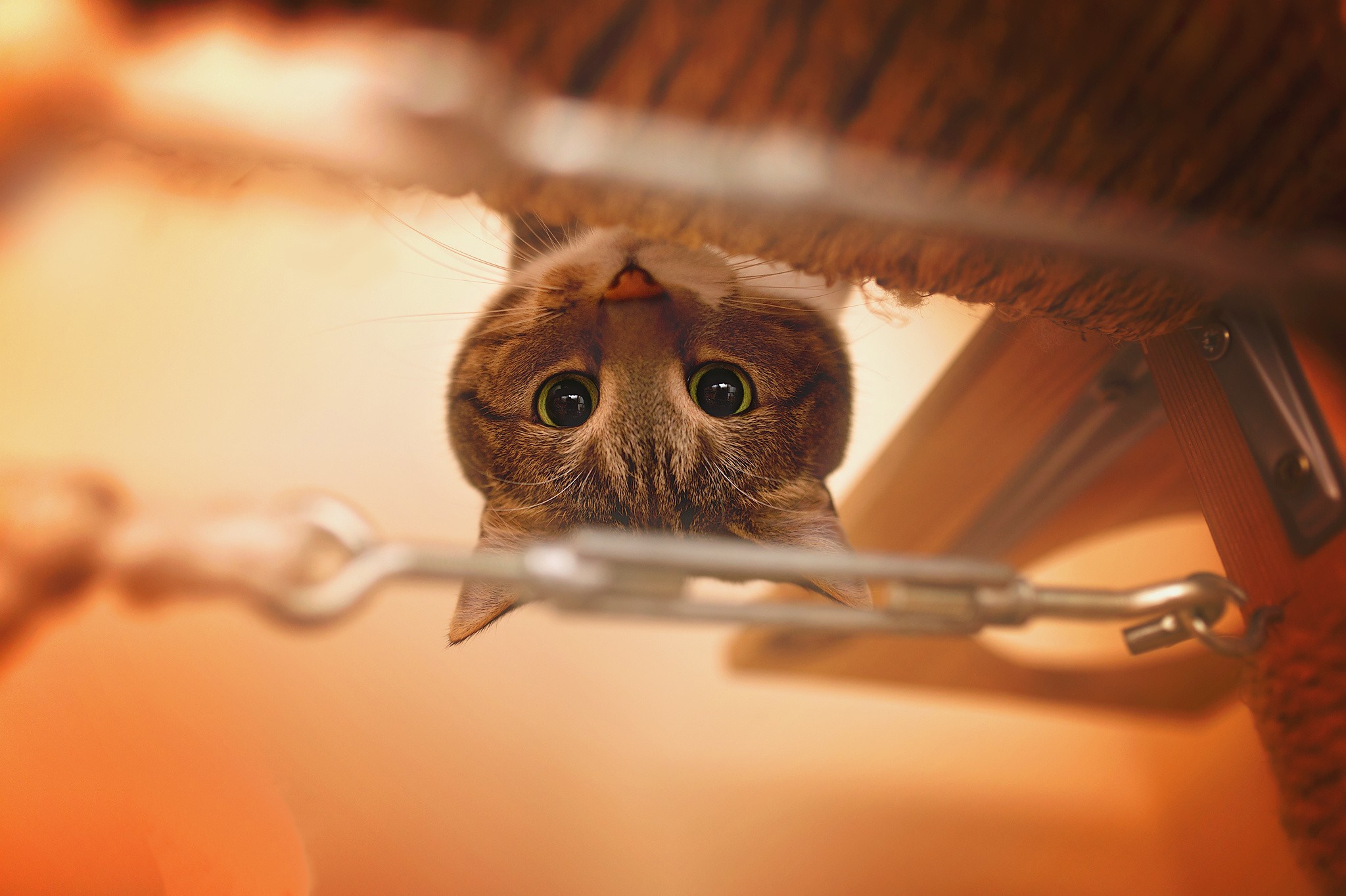 2048x1365, 530 Kb / кот, кошка, вниз головой, цепь