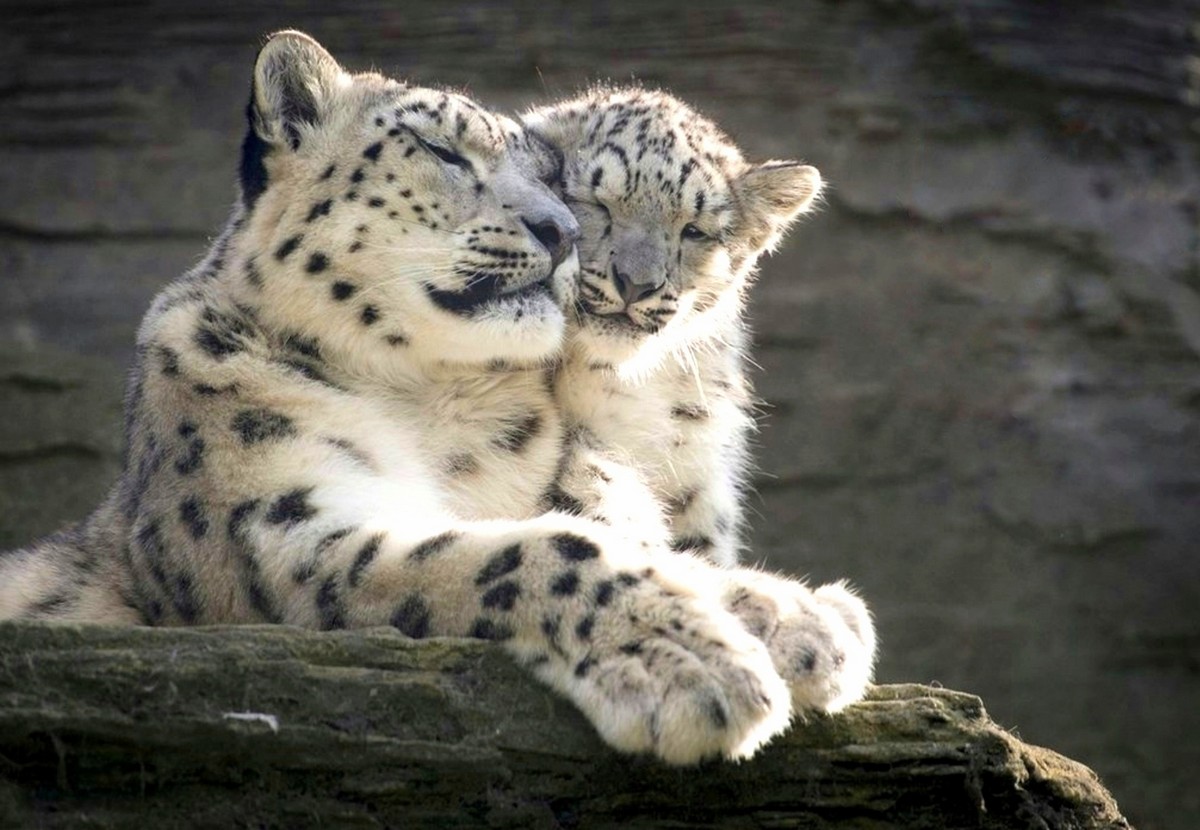 1200x830, 184 Kb / снежный барс, ирбис