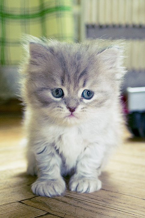 483x725, 146 Kb / котёнок