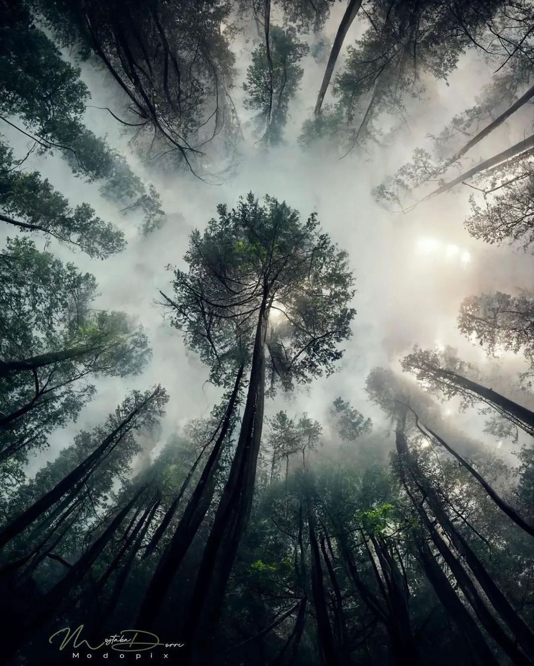 1080x1345, 260 Kb / Дерево, лес