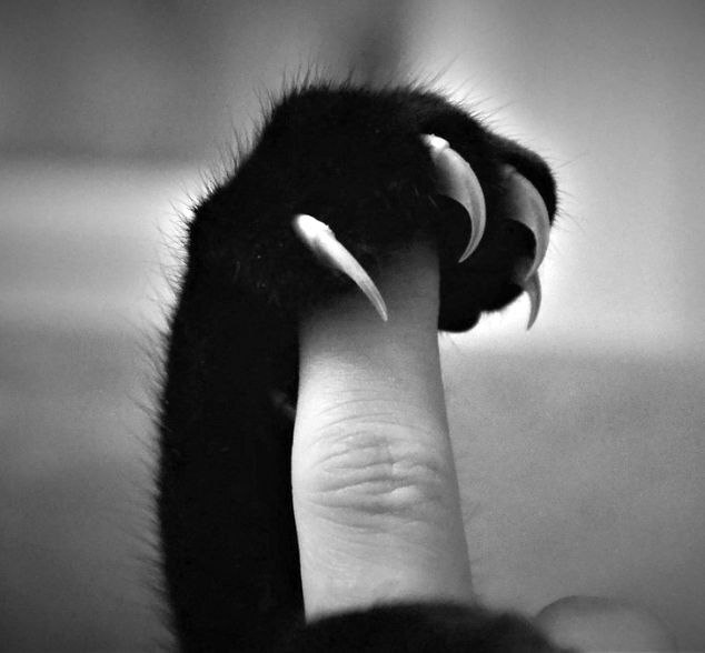 634x588, 36 Kb / лапа, когти, палец, ч/б