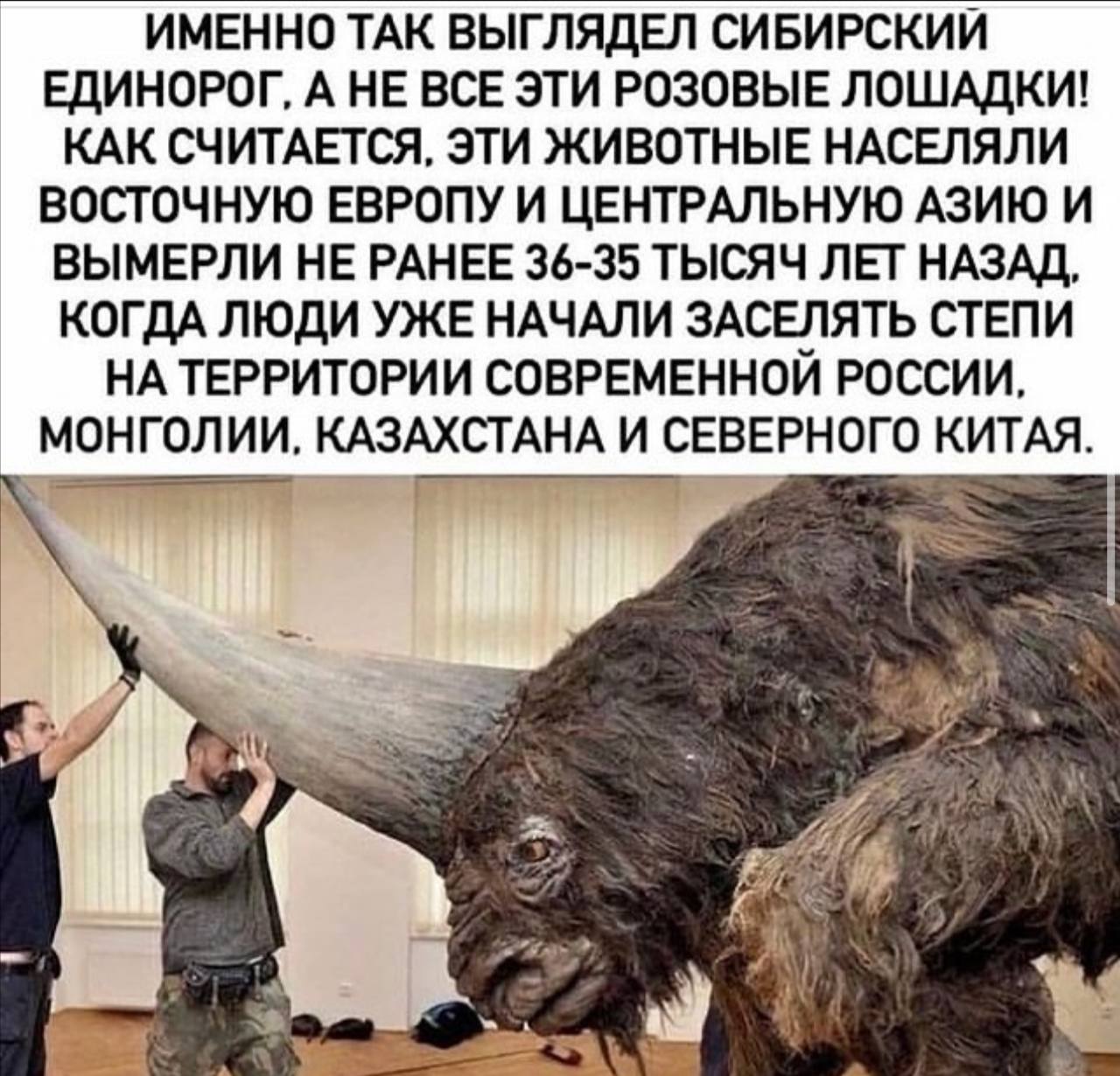 1280x1230, 192 Kb / единорог, реконструкция, палеонтология