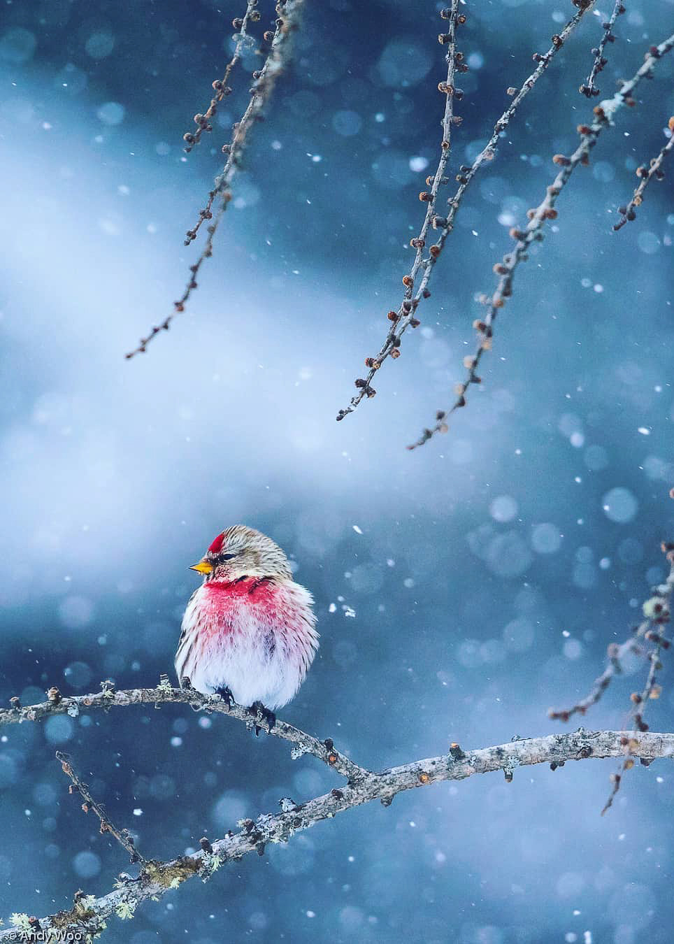 964x1350, 216 Kb / Птица, птичка, чечётка, ветка, снег