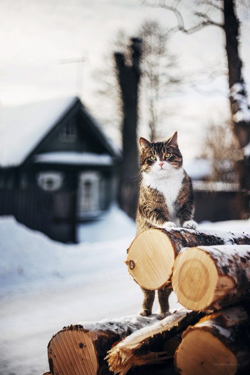 800x1200, 164 Kb / Serafima Bogdanova, кот, кошка, брёвна, дрова, снег, зима, домик в деревне