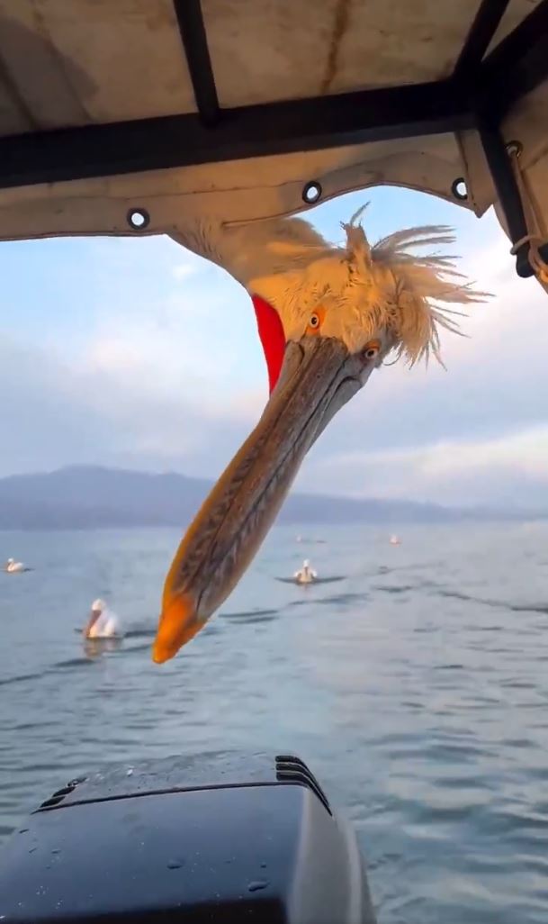 609x1026, 53 Kb / пеликан