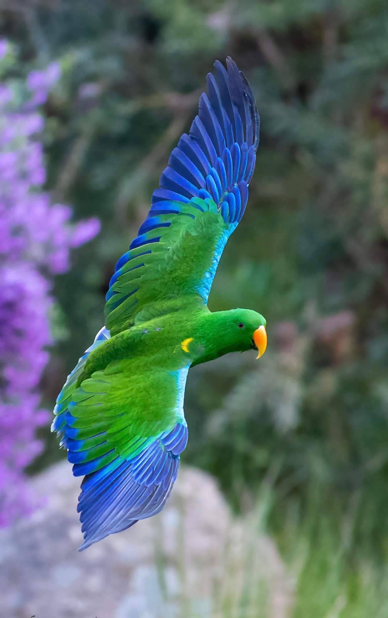 1236x1966, 124 Kb / Попугай