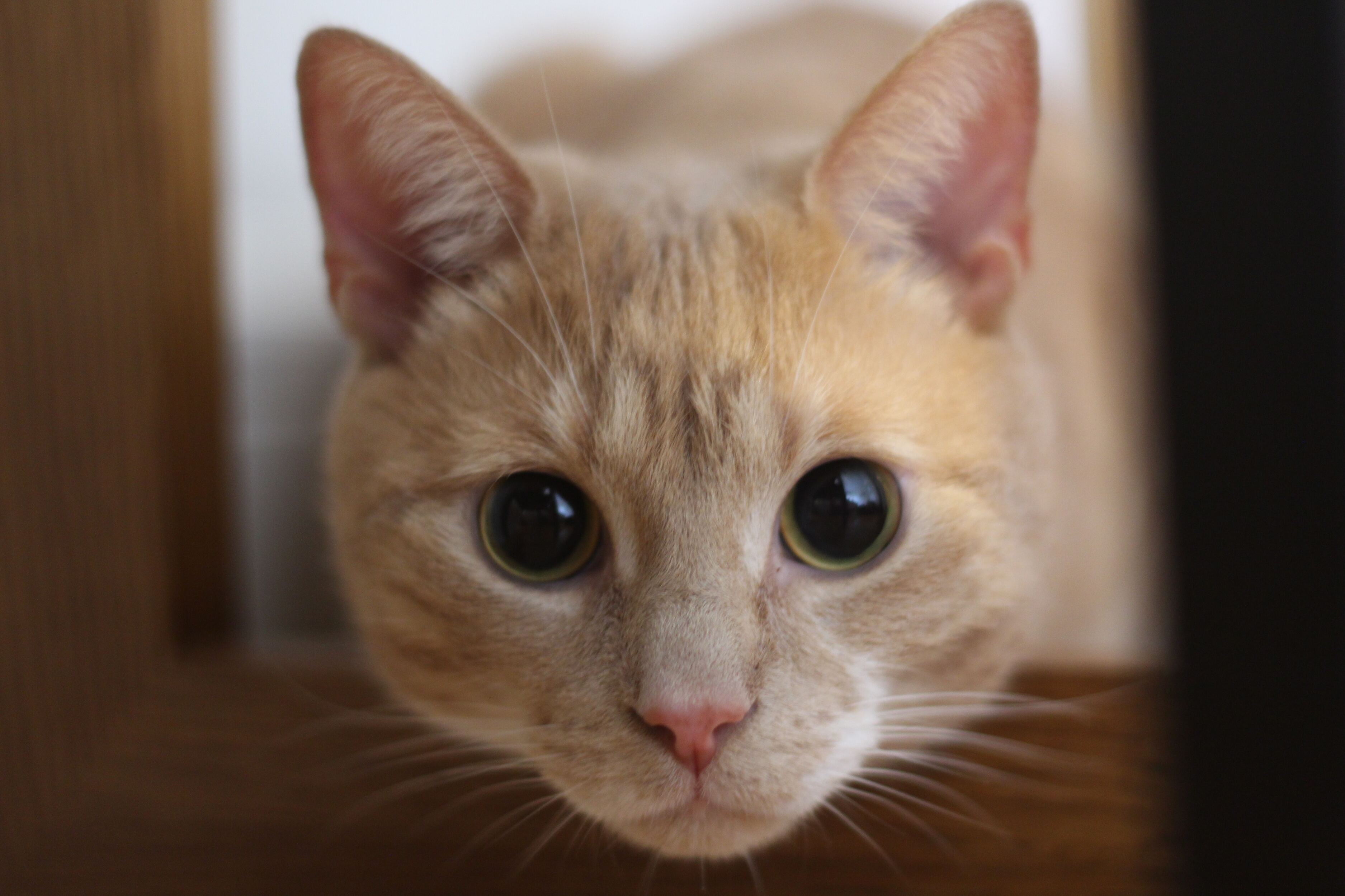 3750x2500, 523 Kb / кот, кошка, рыжий, взгляд