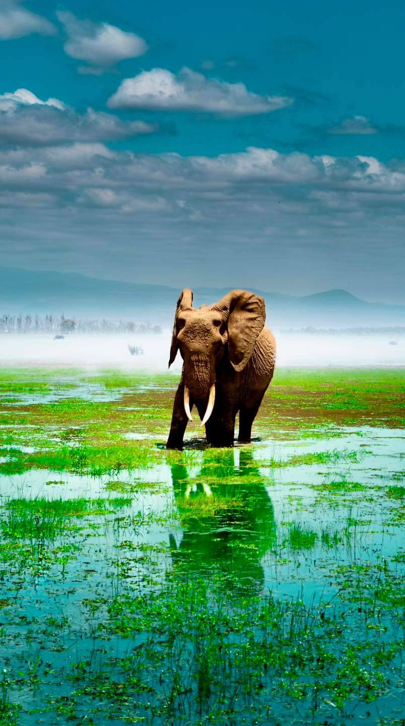 804x1440, 155 Kb / Слон, болото