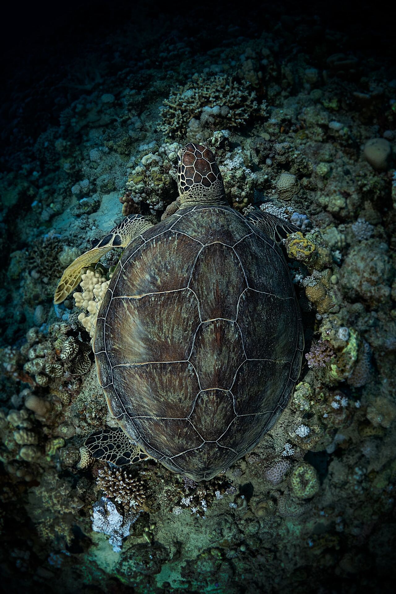 1280x1920, 517 Kb / Черепаха