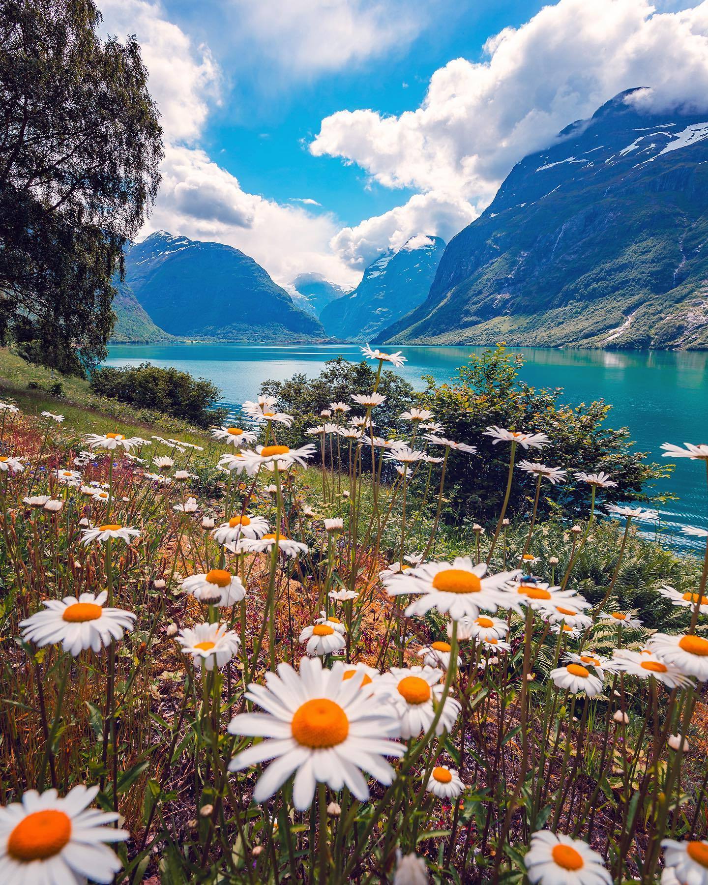 1440x1800, 624 Kb / ромашки, горы, озеро, облака, небо, Норвегия