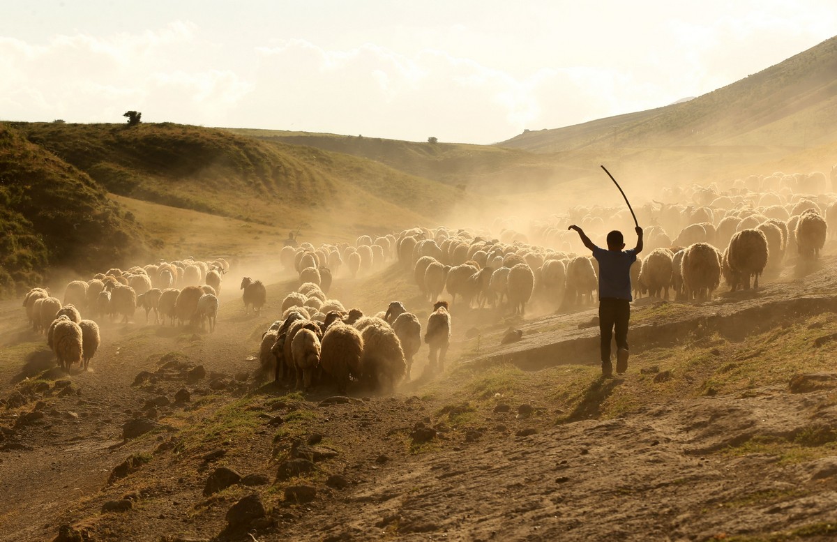 1200x777, 235 Kb / Турция, бараны, погонщик, пастух, палка, овцы, отара, пыль
