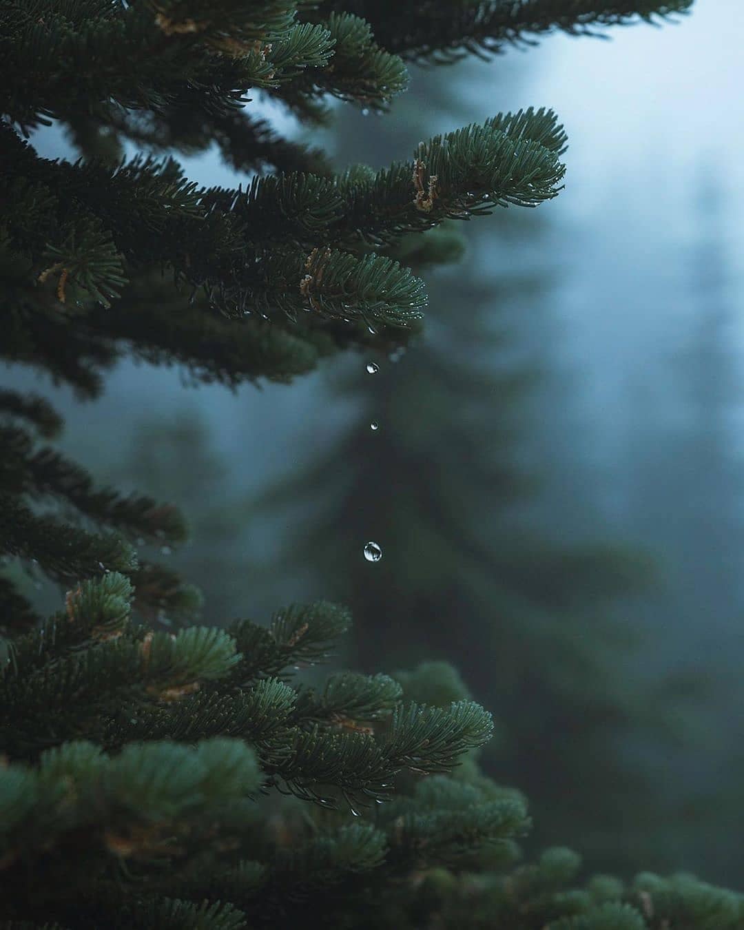 1080x1350, 76 Kb / ель, лапа, капля