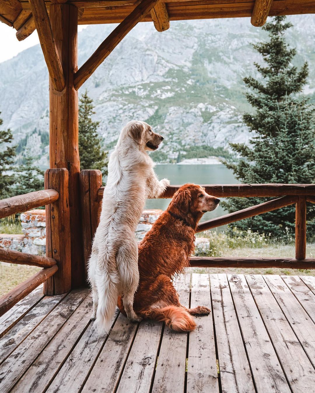 1080x1350, 317 Kb / две, собаки, перила, гора, вода, деревья