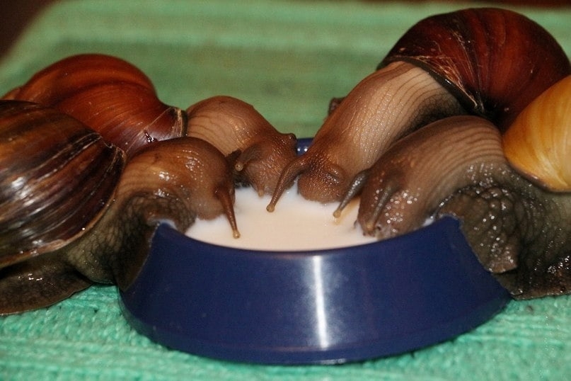 807x538, 183 Kb / улитка, улитки, молоко, водопой, ахатина