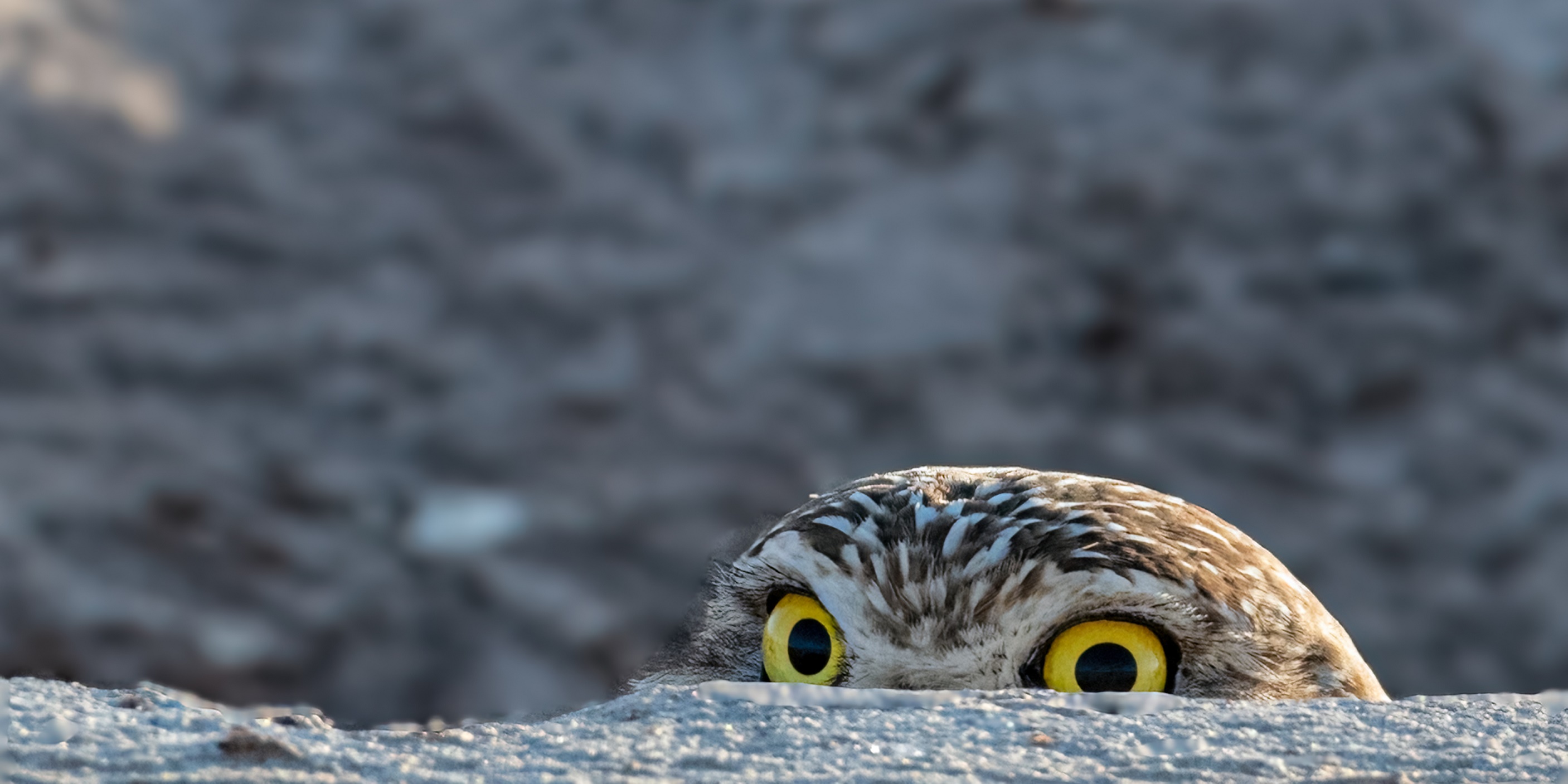 2813x1407, 567 Kb / камень, сова, сыч, глаза