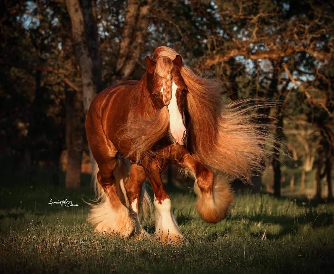 1080x884, 111 Kb / Лошадь, конь, коса