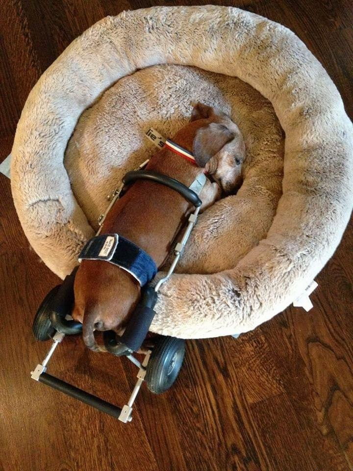 720x960, 212 Kb / пёс, коляска, такса