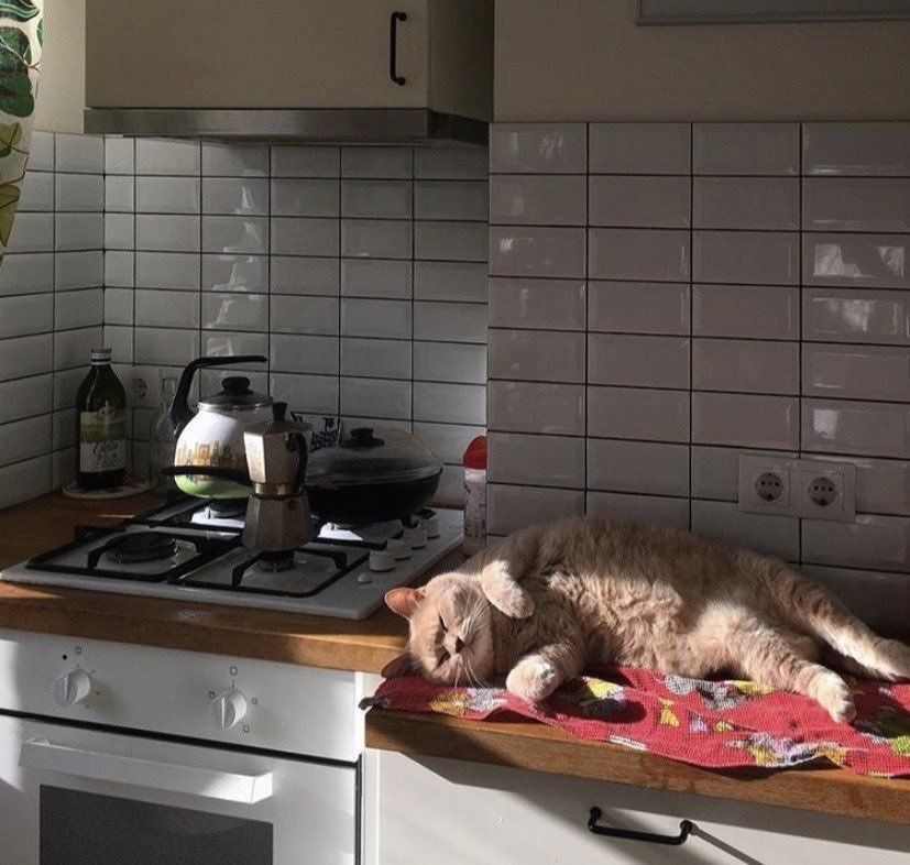 827x786, 94 Kb / кухня, кафель, плита, чайник, кот, рыжий