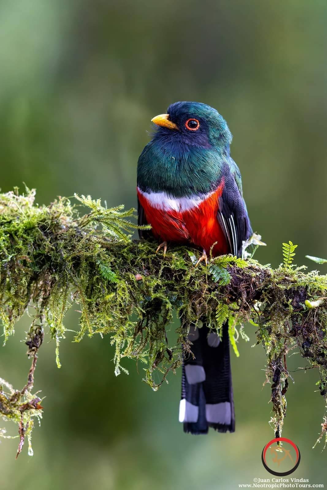 1067x1600, 188 Kb / Птица, ветка, масковый трогон, Trogon personatus