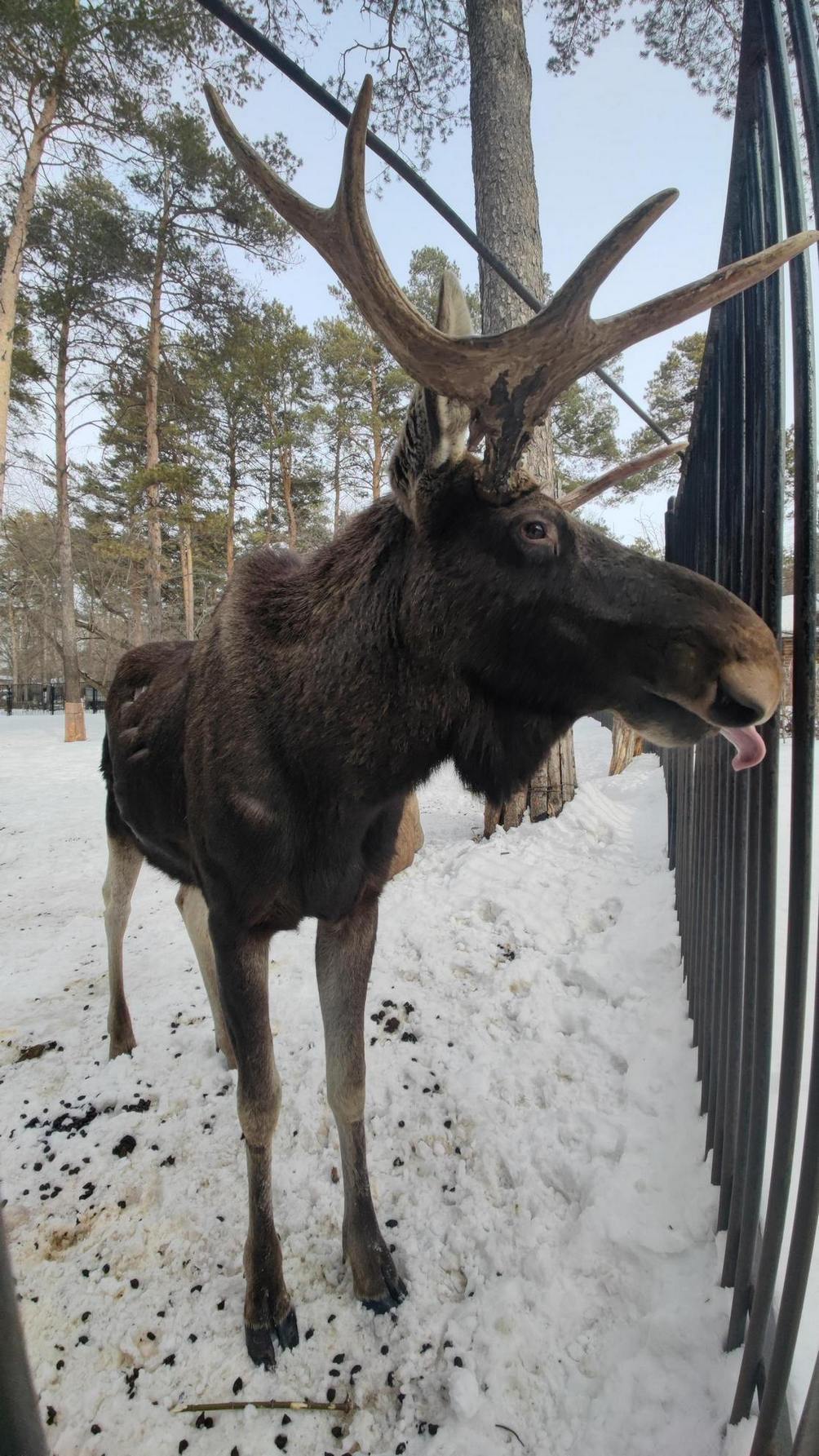 1004x1785, 297 Kb / Новосибирск, зоопарк, лось, язык