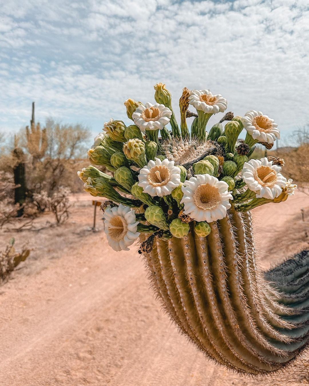 1080x1349, 270 Kb / Кактус, цветы, цветок, песок