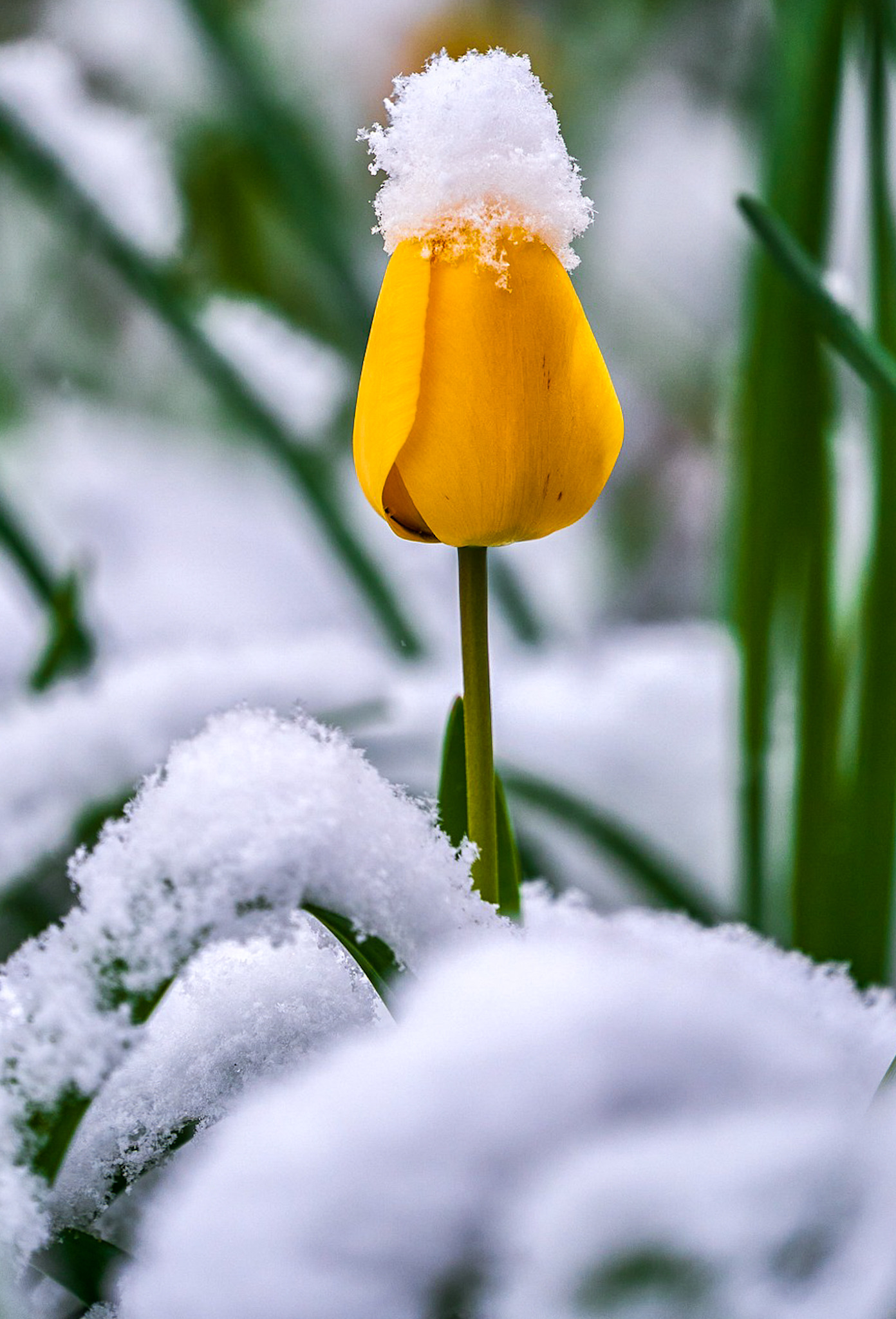 1392x2048, 553 Kb / Цветок, снег, тюльпан, жёлтый