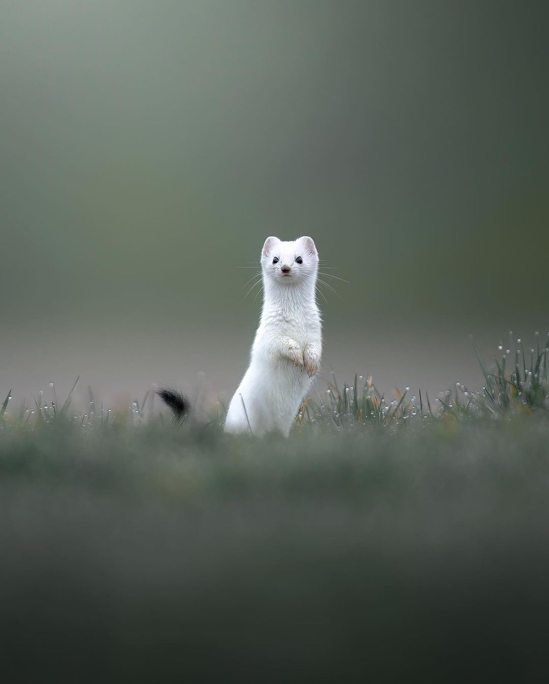 1080x1346, 54 Kb / горностай, роса, трава