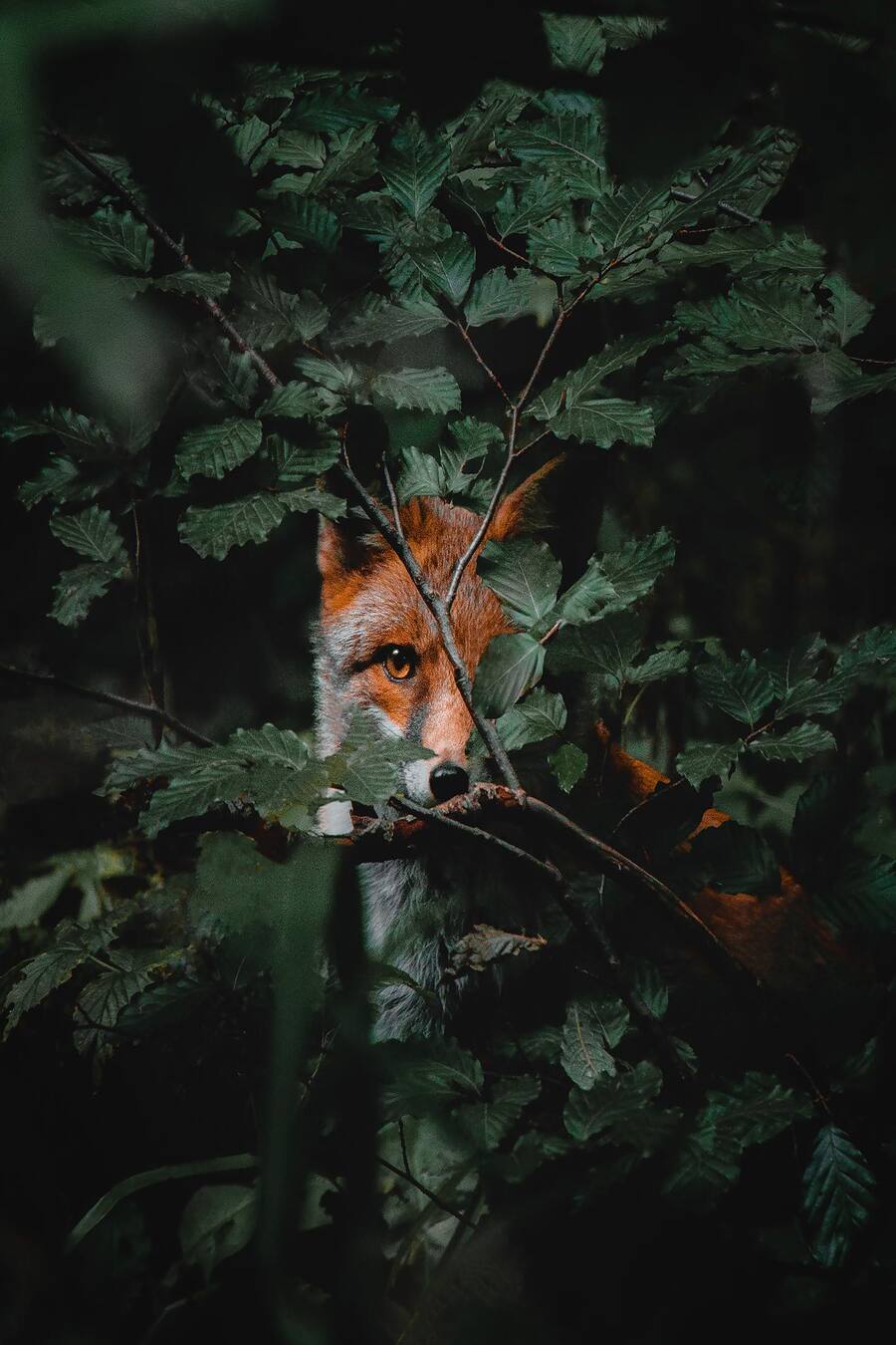 900x1350, 116 Kb / Лиса, ветки, листья