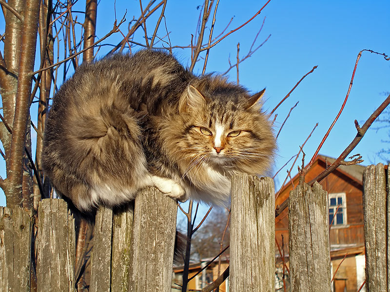 800x600, 210 Kb / кот, забор